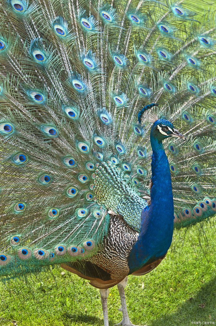 比大熊猫还珍稀的绿孔雀有多美？这种绿孔雀为何这么珍贵？