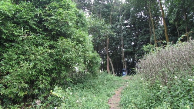 山野痞夫的内容简介