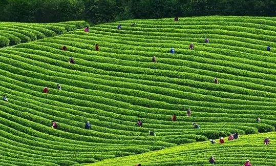 3岁萌娃帮妈妈采茶叶动作娴熟，这是否也透露着一丝心酸？