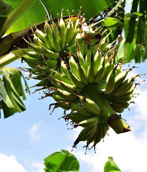 广西一大学结满水果学生随便吃引热议！这是你的梦中情校吗？