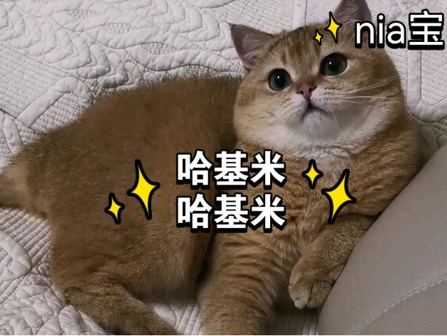 哈基米梗的寓意