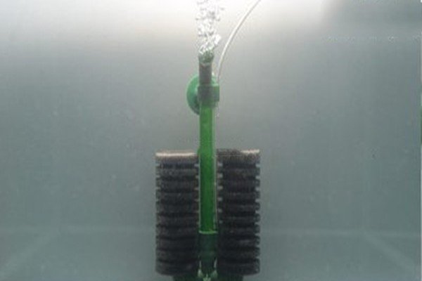 水妖精是什么？鱼缸里一定要放水妖精吗？