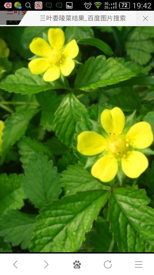 有没有见过一种草药五片叶子开一块的，开黄色小花，会结果实的