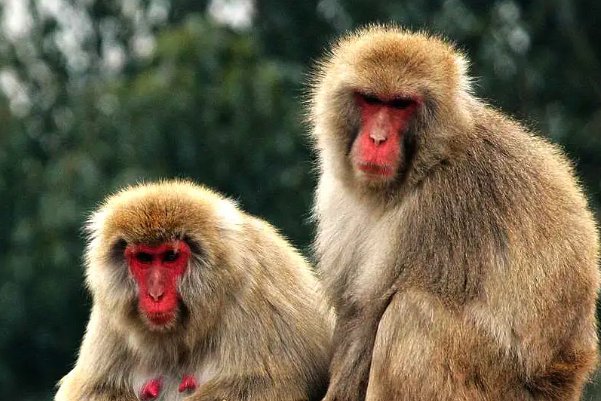 周游列国什么意思打一生肖