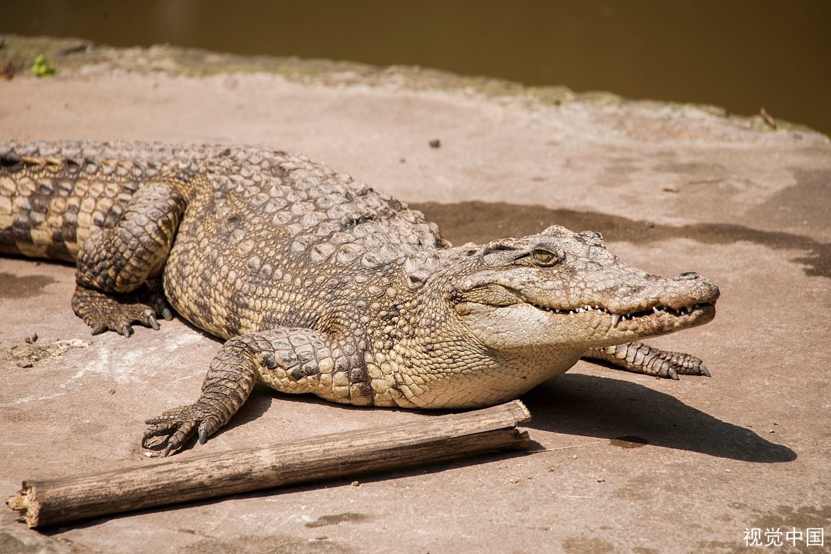 鳄鱼很凶残，但是为什么他不可以伸出他的舌头？