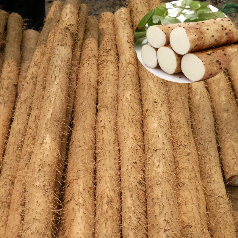 “中国山药之乡”指的是哪里？当地的生态环境如何？