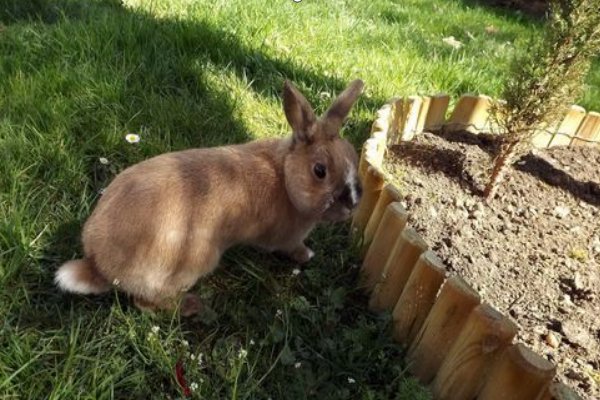 关于兔的成语故事