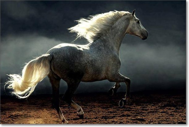 马的尾巴有什么作用？