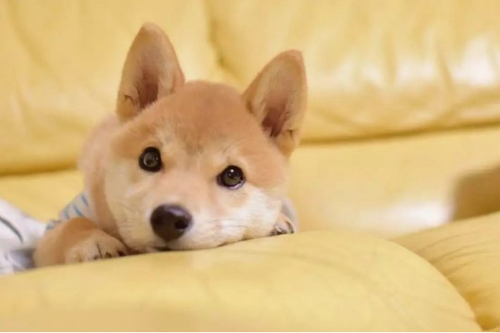 描写动物动作的句子摘抄