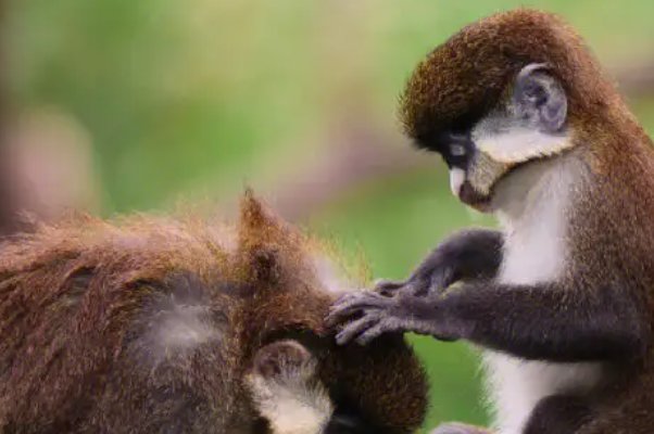 攀高枝比喻什么生肖