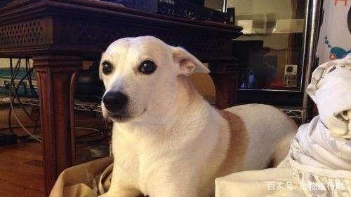 很多人养狗狗会让它上床,你怎么看?