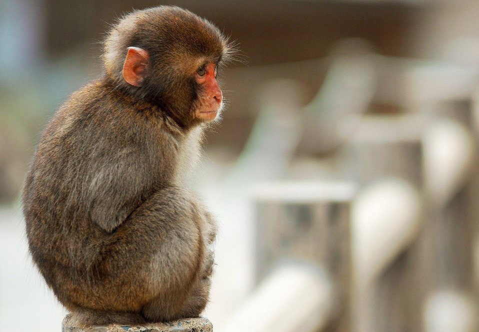 摇首顿足生肖是什么动物
