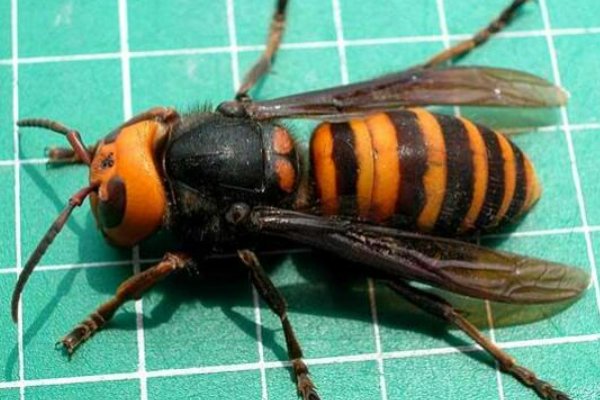 哪些蜜蜂最毒？