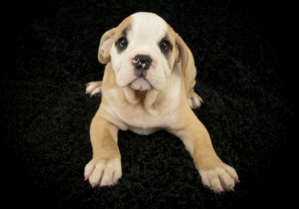 穷追不舍什么生肖