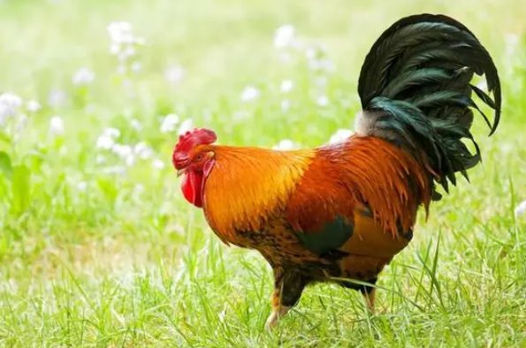 惩前毖后形容什么生肖