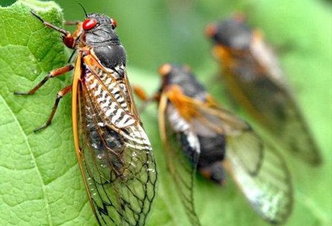 蝉这句诗是什么意思