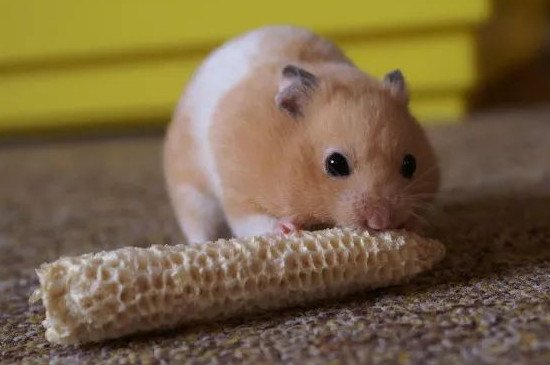 仓鼠一般能活多久