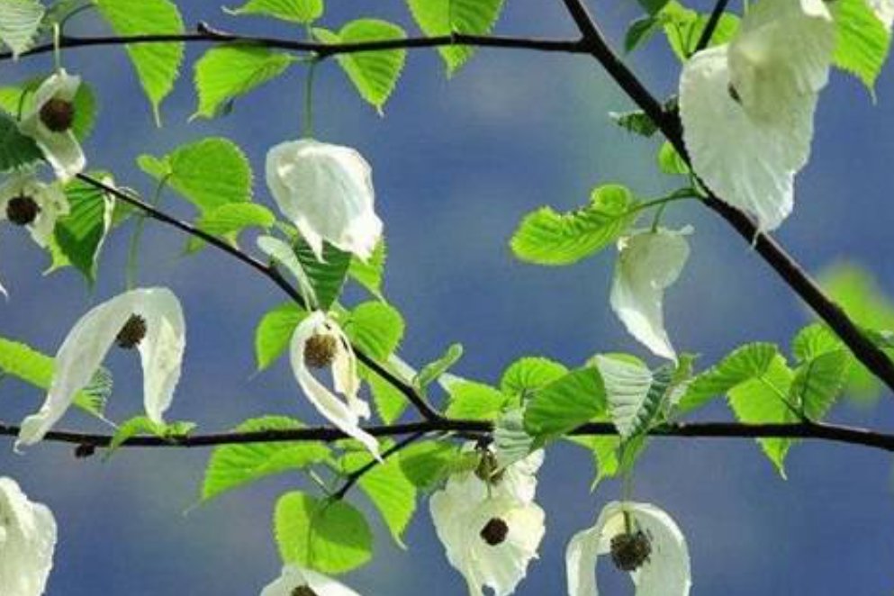 我国珍稀动植物有哪些?