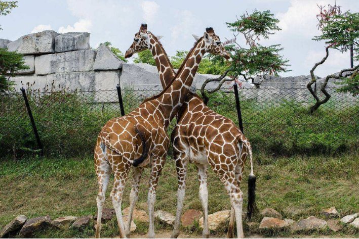 描写动物动作的句子摘抄