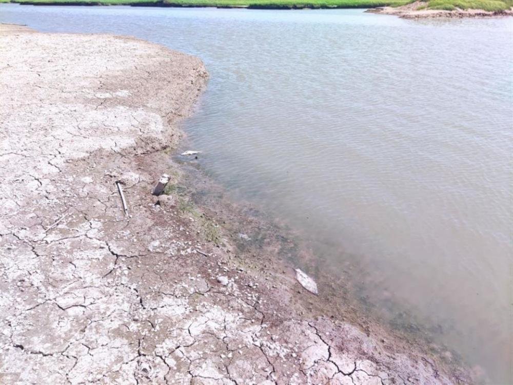 洞庭湖旱灾致使大量鱼类被困死亡，到底是什么情况？