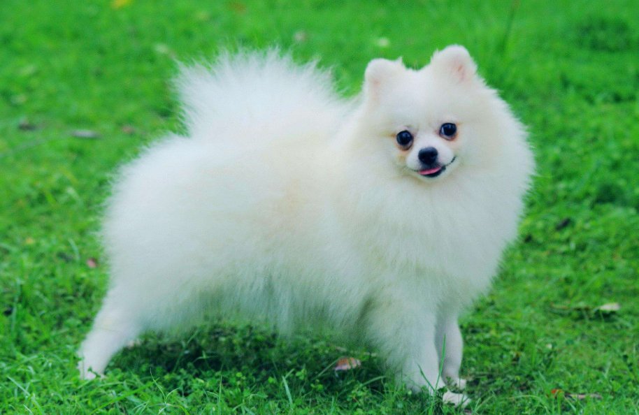 付诸一笑是什么意思解释