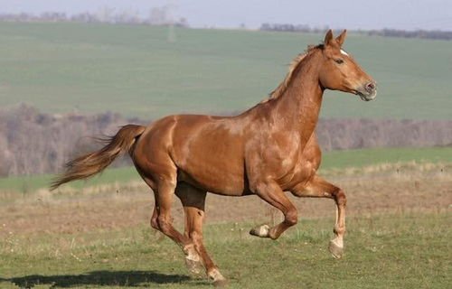 喜欢帮助别人，乐善好施温暖人心的生肖有哪些？