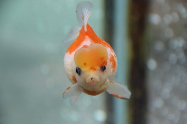 金鱼的记忆只有7秒钟吗？