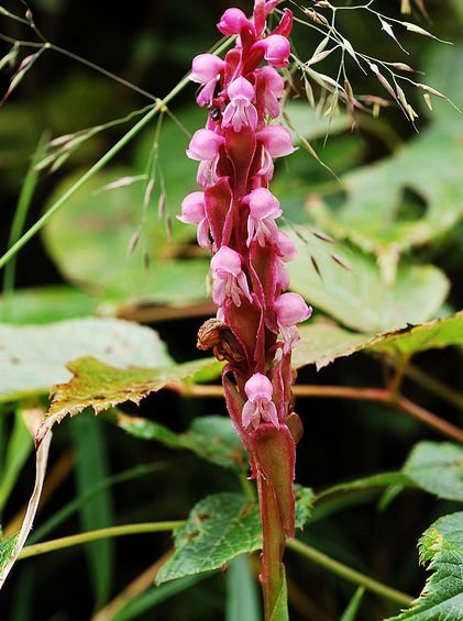 缘毛鸟足兰的产地生境