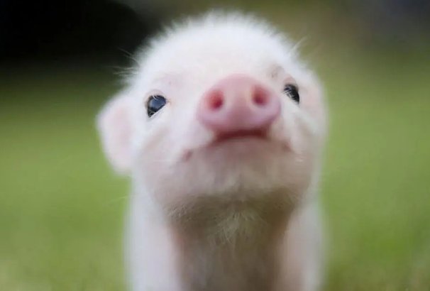 习以成风是指什么生肖