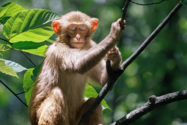 生旦净丑四大代表人物生肖