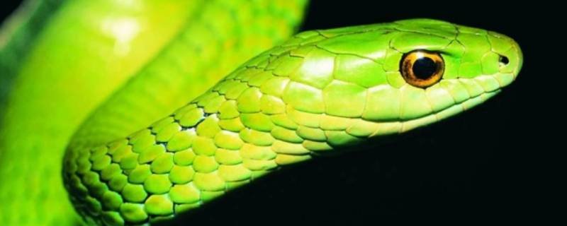 一干二净打一生肖