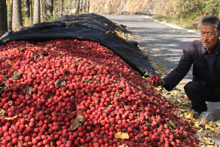 滞销是什么意思