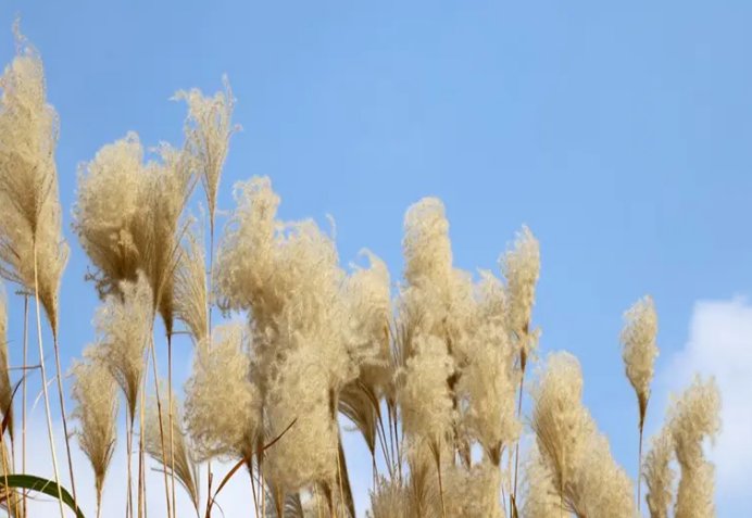 微的拼音和组词语部首