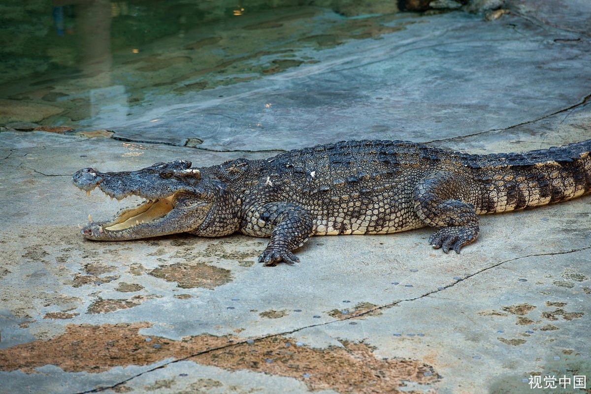 鳄鱼很凶残，但是为什么他不可以伸出他的舌头？