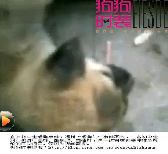 宜宾虐狗事件的介绍