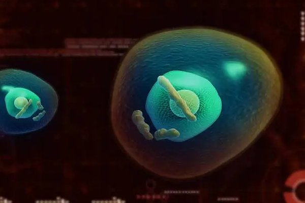 一个鸡蛋就是一个卵细胞对吗