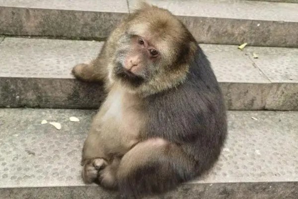 宁波寺庙回应喂独臂猴称它与寺庙有缘,这只猴子有何来历?