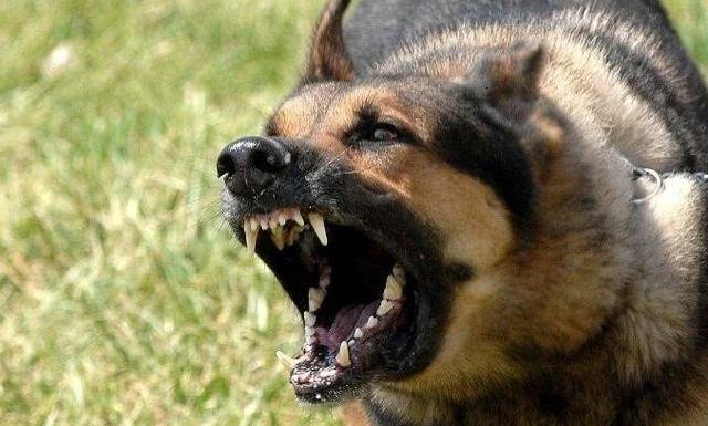 重庆男童被恶狗咬死，其父接受55万和解，背后有着怎样的隐情？