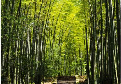 ①它们就像躲进深幽丛林一样安全,从中传出的笛儿般又细又亮的叫声,也就格外轻松自在了。写出深幽近义词