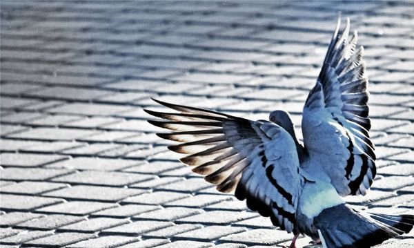 pigeon和dove有什么不同？