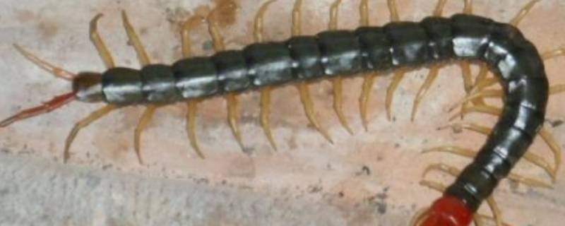 蜈蚣可以直接踩死吗