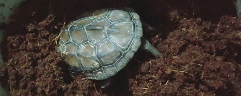 乌龟几月份冬眠结束