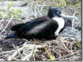 漂泊鸟长什么样呀？