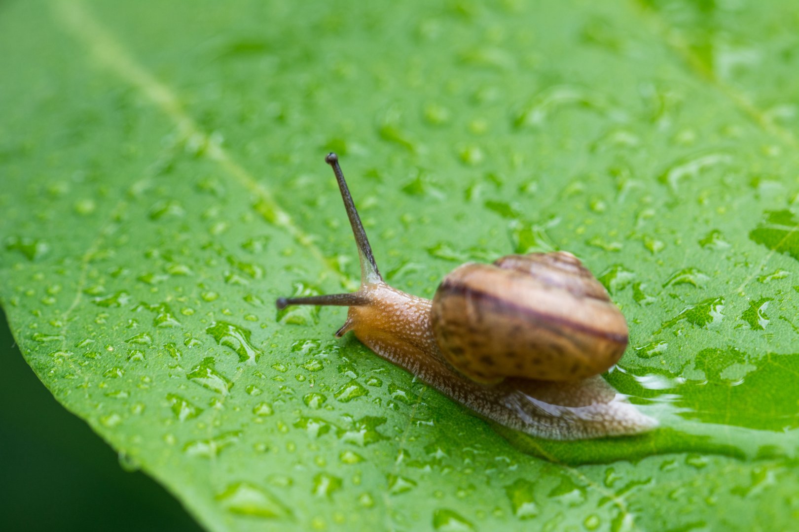 人们为什么叫蜗牛,和牛有什么一样的特征？
