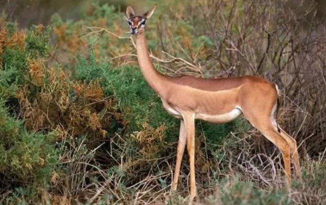 high与tall的区别