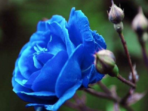 蓝色玫瑰的花语是什么意思