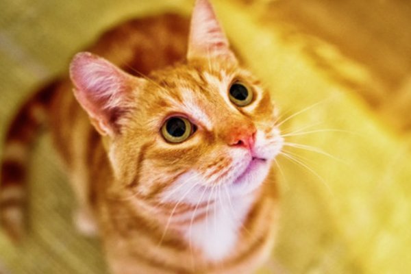 吸猫的后果有多严重