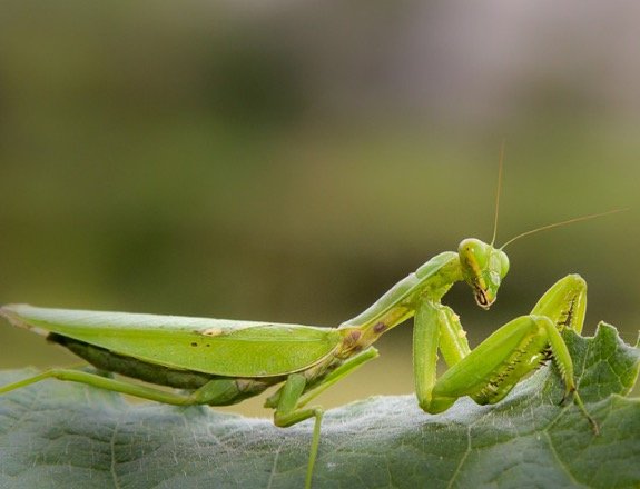 螳螂这种动物有毒吗