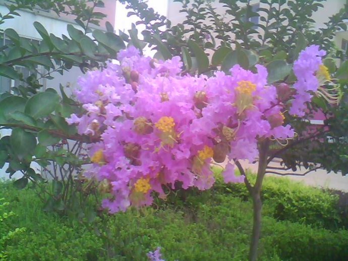 蔷薇誓约的介绍