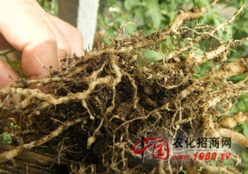 倒构刺虫的介绍